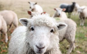 Die Bedeutung der reinen und unreinen Tiere