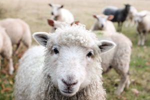 Die Bedeutung der reinen und unreinen Tiere
