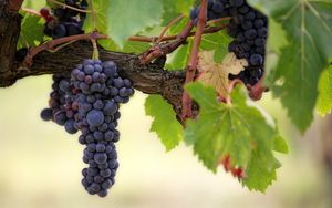 Arbeiter im Weinberg
