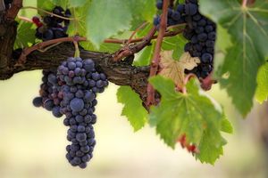 Arbeiter im Weinberg
