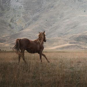 Island 6: Vom Pferd erzählt … (2/3) | Die Doppeldecker Crew | Hörspiel für Kinder (Hörbuch)