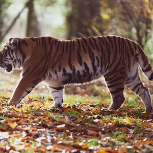 Ein menschenfressender Tiger - Ringu (4/6)