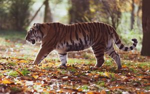 Ein menschenfressender Tiger - Ringu (4/6)
