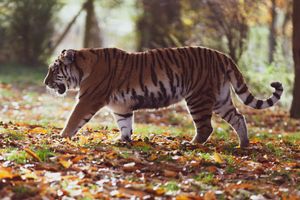 Ein menschenfressender Tiger - Ringu (4/6)