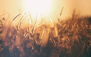 Das Feld ist reif
