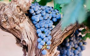 Der wahre Weinstock - Das Gebot der Liebe - Der Hass der Welt