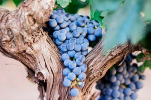 Der wahre Weinstock - Das Gebot der Liebe - Der Hass der Welt