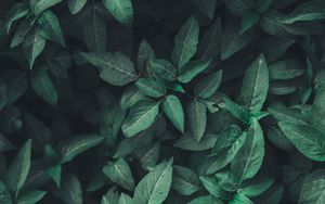 Alternative Medizin
