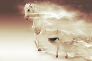 Das weiße Pferd