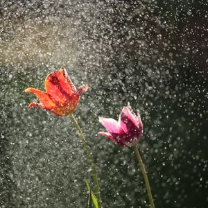 Unter Schwierigkeiten reifen