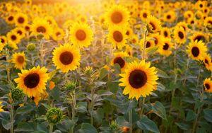 Was haben Sonnenblumen und Kaninchen gemeinsam? - Mathematische Überraschungen in der Schöpfung, Teil 2/2