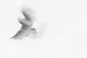 Warum kam der Heilige Geist in Gestalt einer Taube?