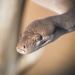 Eine Schlange auf der Stange