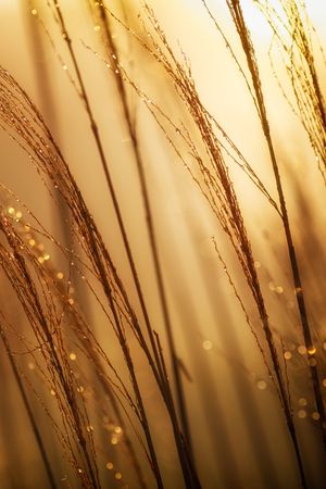 Tägliche Morgen- und Abendandachten