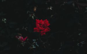 Philippus - Deines Gartens schöne Blumen