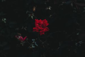Philippus - Deines Gartens schöne Blumen