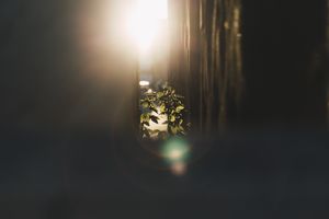 Glaube wächst aus Gottes Wort