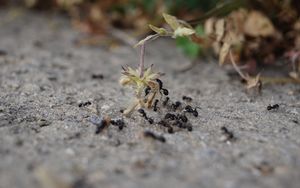 Nicht kleinzukriegen