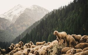 Wie Schafe unter Wölfen