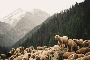 Wie Schafe unter Wölfen