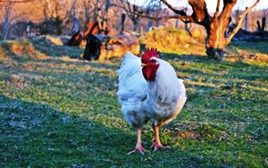 Alarm auf der Farm