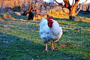 Alarm auf der Farm