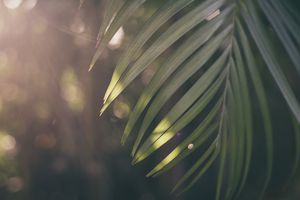 Der biblische Schöpfungsbericht in 1. Mose Kapitel 2, Teil 2/2