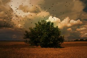Die 10 Gleichnisse vom Reich der Himmel