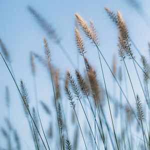 Das Glück und die Sanftmütigen