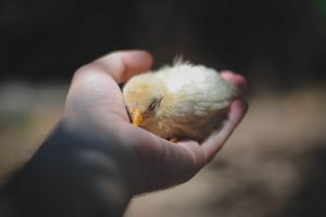 Die Bedeutung von Liebe und Geborgenheit