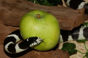 Zwischen Versuchung & Verantwortung – vom Umgang mit dem anderen Geschlecht