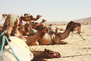 Nehemia erlangt vom König die Erlaubnis, nach Jerusalem zu reisen