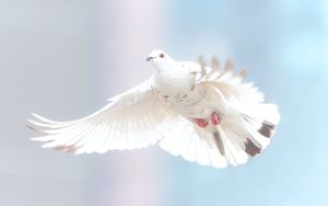 Was sagt die Bibel über den Heiligen Geist?