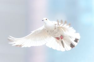 Was sagt die Bibel über den Heiligen Geist?