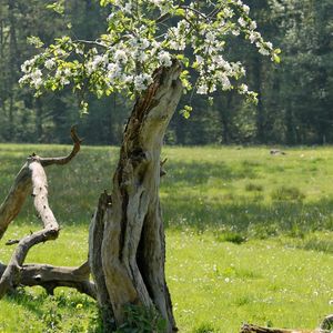 Wie funktioniert die Wiedergeburt?