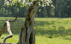 Wie funktioniert die Wiedergeburt?