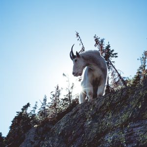 Der Bock für Asasel