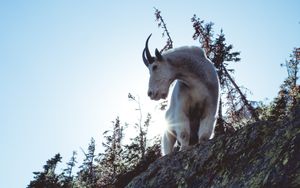 Der Bock für Asasel