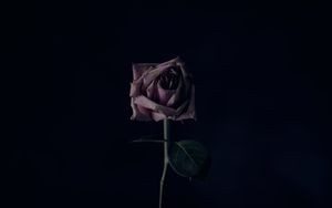 Der Tod ist tot