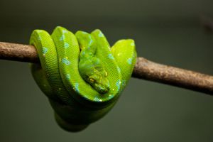 Schöpfung oder Evolution - ein "Glaubenskrieg"?
