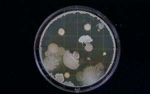 Welche wissenschaftliche Argumentation spricht aus Ihrer Sicht am deutlichsten für eine Schöpfung und am stärksten gegen eine evolutive Entwicklung?