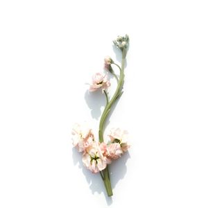 Mächtiger Gnade bedürftig