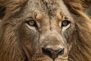 Gelobt sei der ewige König aller Völker