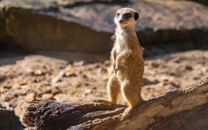 Brasilien 7: Raub im Zoo | Die Doppeldecker Crew | Hörspiel für Kinder (Hörbuch)