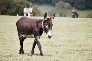 Rätselsafari
