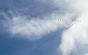 Was wir von Wildgänsen über Teamwork lernen können