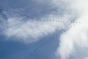 Was wir von Wildgänsen über Teamwork lernen können