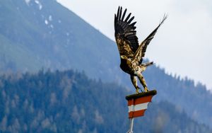 Jung werden wie ein Adler