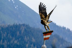 Jung werden wie ein Adler