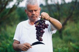 Ernte und Weinlese